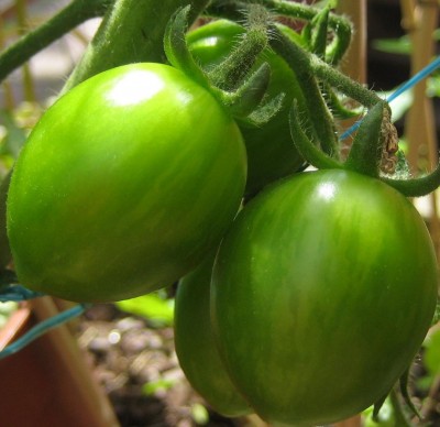 Green24 5 080.jpg