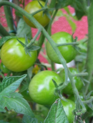 Green24 5 078.jpg