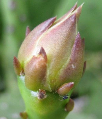 Green24 5 079.jpg