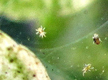 3f8jjn1np8c.jpg