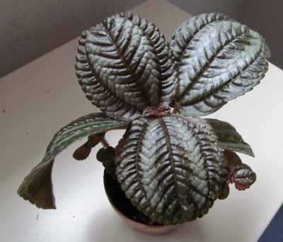 Pilea-involucrata.jpg