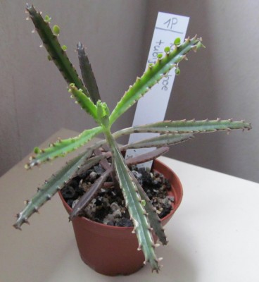 Kalanchoe-tubiflora.jpg