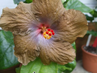 Hibiskus 2012 038.jpg