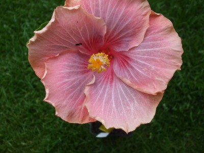 Hibiskus 2012 030.jpg