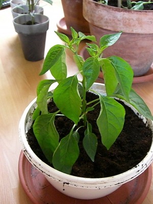 Chili4 01_07_2012.JPG