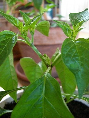 Chili5 01_07_2012.JPG