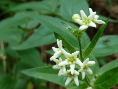 Vincetoxicum hirundinaria.JPG