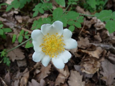 rosa arvensis.JPG