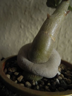 DSCN4030.JPG