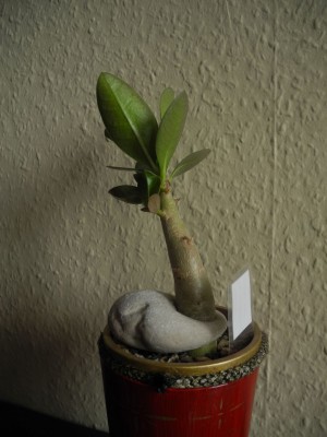 DSCN4027.JPG
