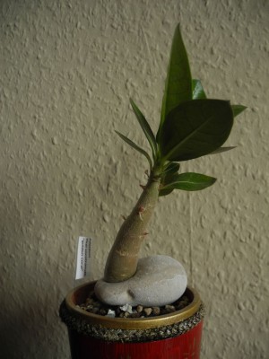 DSCN4029.JPG
