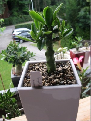 Euphorbia nivulia vom 01.07.2012.jpg