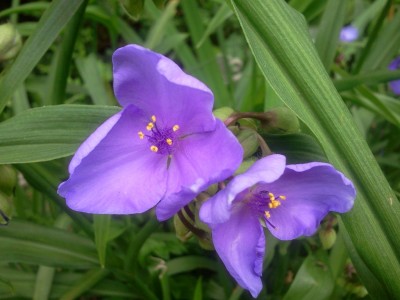 Tradescantia andersoniana.jpg