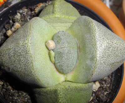 Pleiospilos am 1.7.2012.jpg