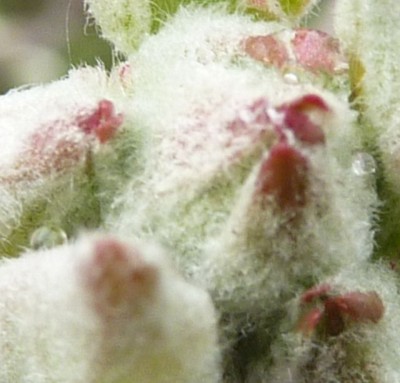 20120407 028 - Kopie (640x613).jpg