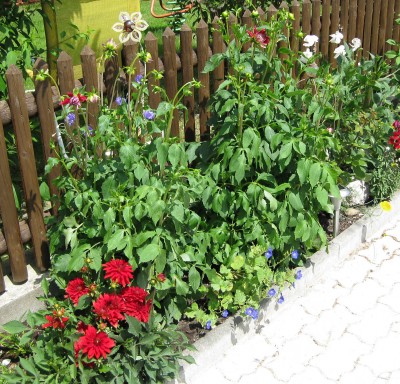 Dahlien in der Mittagshitze_4155.jpg