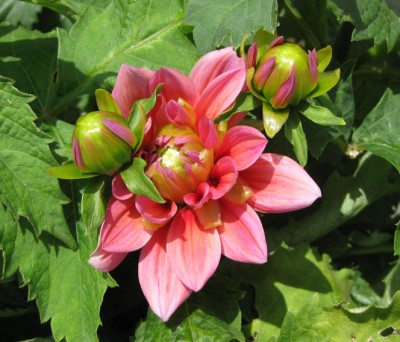 Dahlia rosa Zwerg_4156.jpg