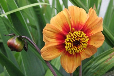 Dahlia Sunshine_4204.jpg