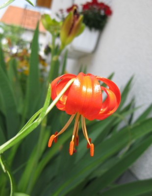 Lilium pumilum_4118.jpg