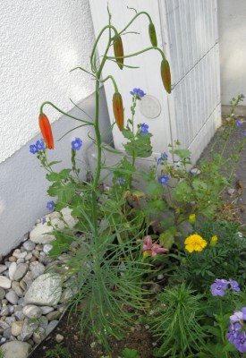 Lilium pumilum_4097.jpg