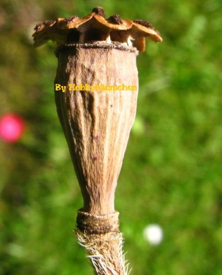 By Hobbybäumchen 159 (1728 x 1296).jpg