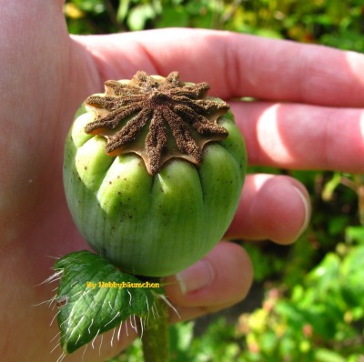 By Hobbybäumchen 158 (1728 x 1296).jpg