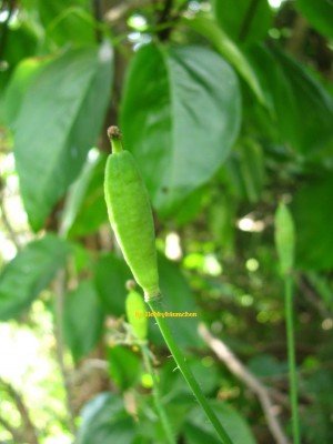 By Hobbybäumchen 157 (1296 x 1728).jpg