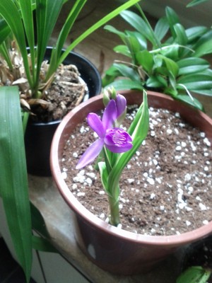 2012-07-01 12.58.22.jpg