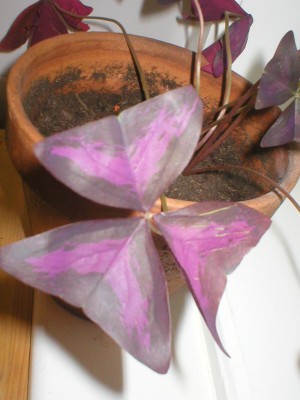 schmetterling.jpg