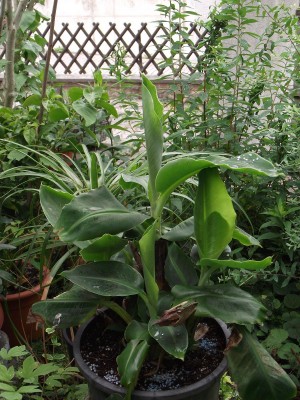 DSCF0813.JPG