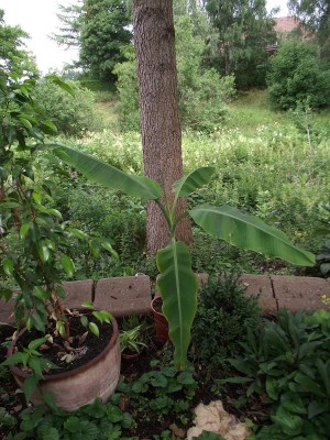DSCF0807.JPG