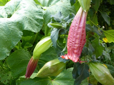 brugmansia cordata oranje P21.jpg