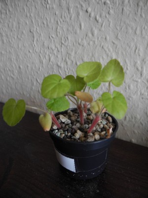 DSCN4063.JPG