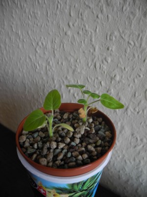 DSCN4059.JPG