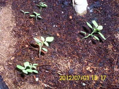 Komische Pflanzen.jpg