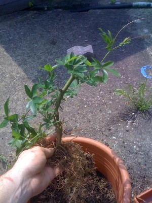 K800_IMG_0433.JPG