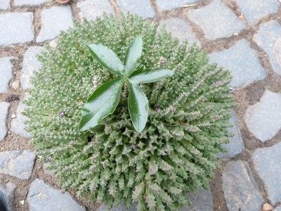 Stapelia.jpg
