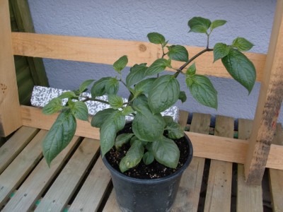 Capsicum pubescens 18.jpg