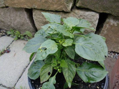 Capsicum annuum #1-10.jpg