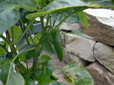 Capsicum annuum #1-8.jpg