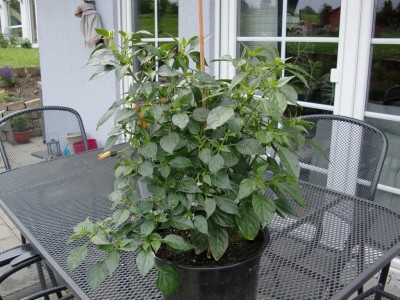 Capsicum annuum #1-9.jpg