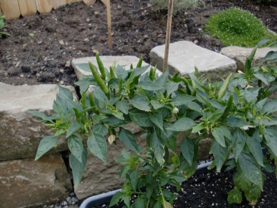Capsicum annuum #1-7.jpg