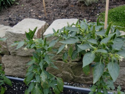 Capsicum annuum #1-6.jpg