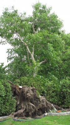 Baum gesamt 2 forum.jpg