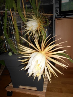 DSCN0678.JPG