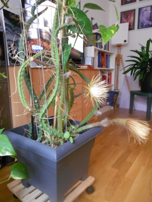 DSCN0662.JPG