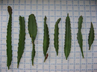 Epiphyllum ackermannii 02.JPG
