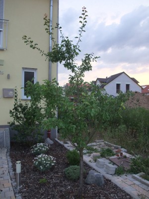 baum2.jpg