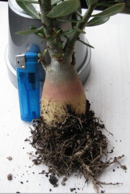 Wüsti vom 02.07.2012 (1).jpg