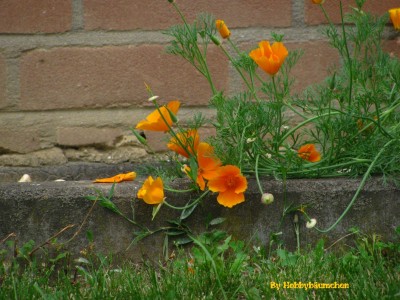 By Hobbybäumchen 186 (1728 x 1296).jpg